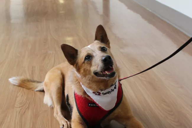 Pablo the St. John's Ambulance therapy dog pictured in a hospital hallway 